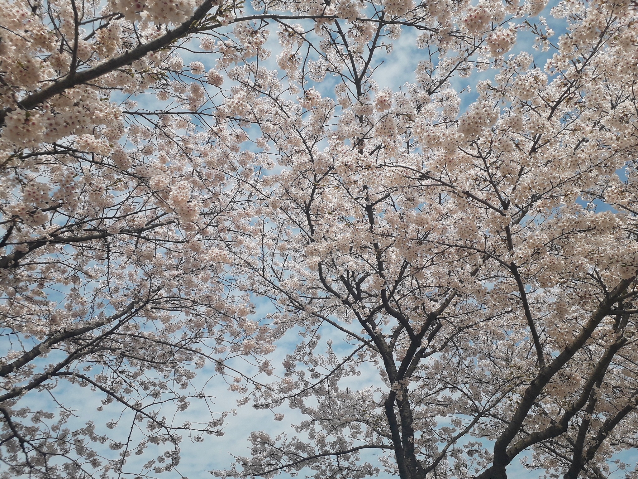 아이바오좋아해