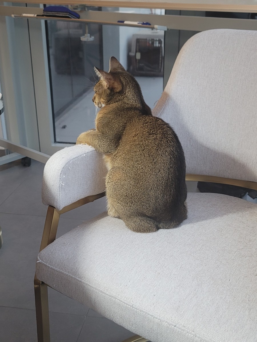 다정한 냥이 발자국