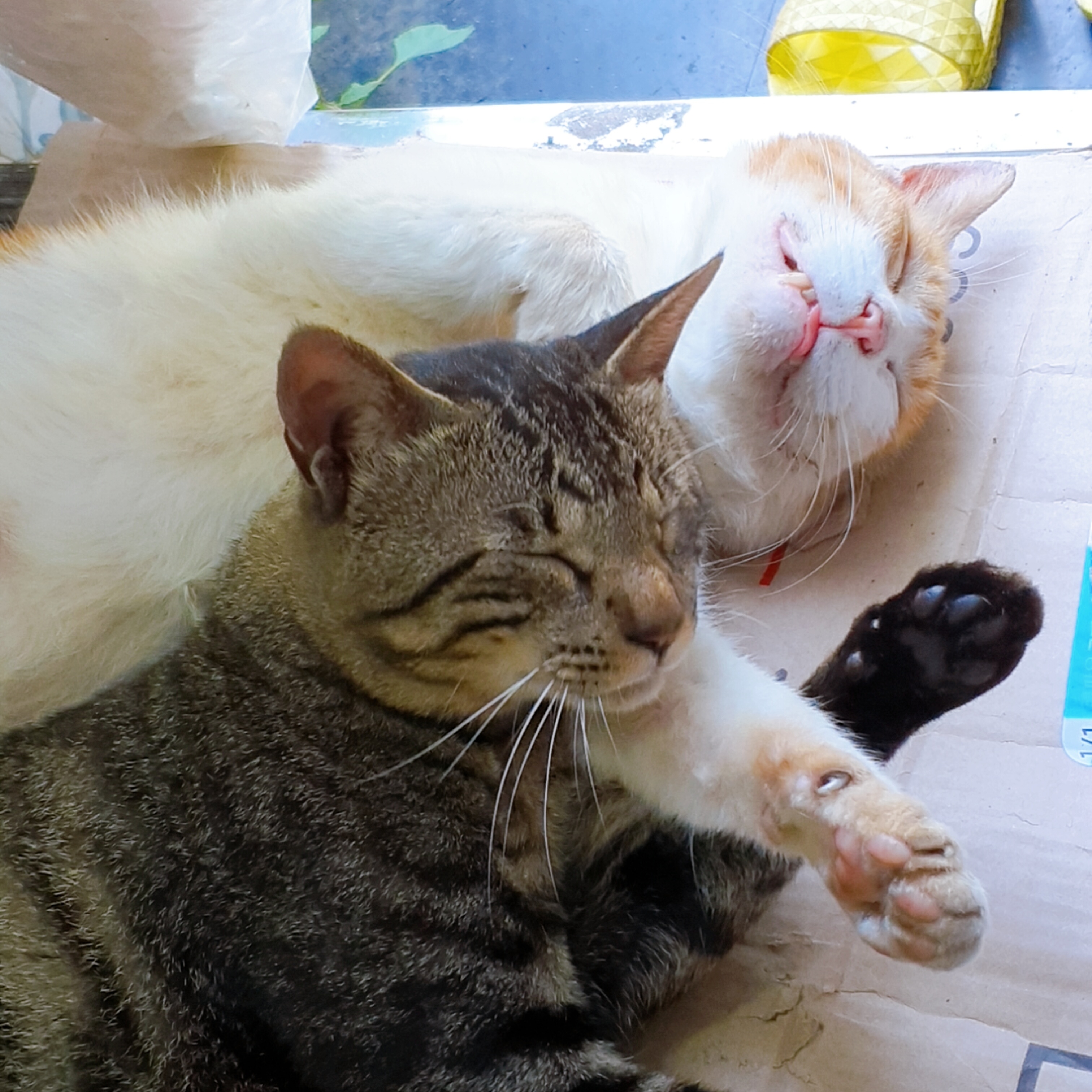 소소한 프로사부작러