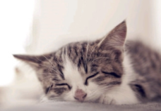 책 먹는 고양이