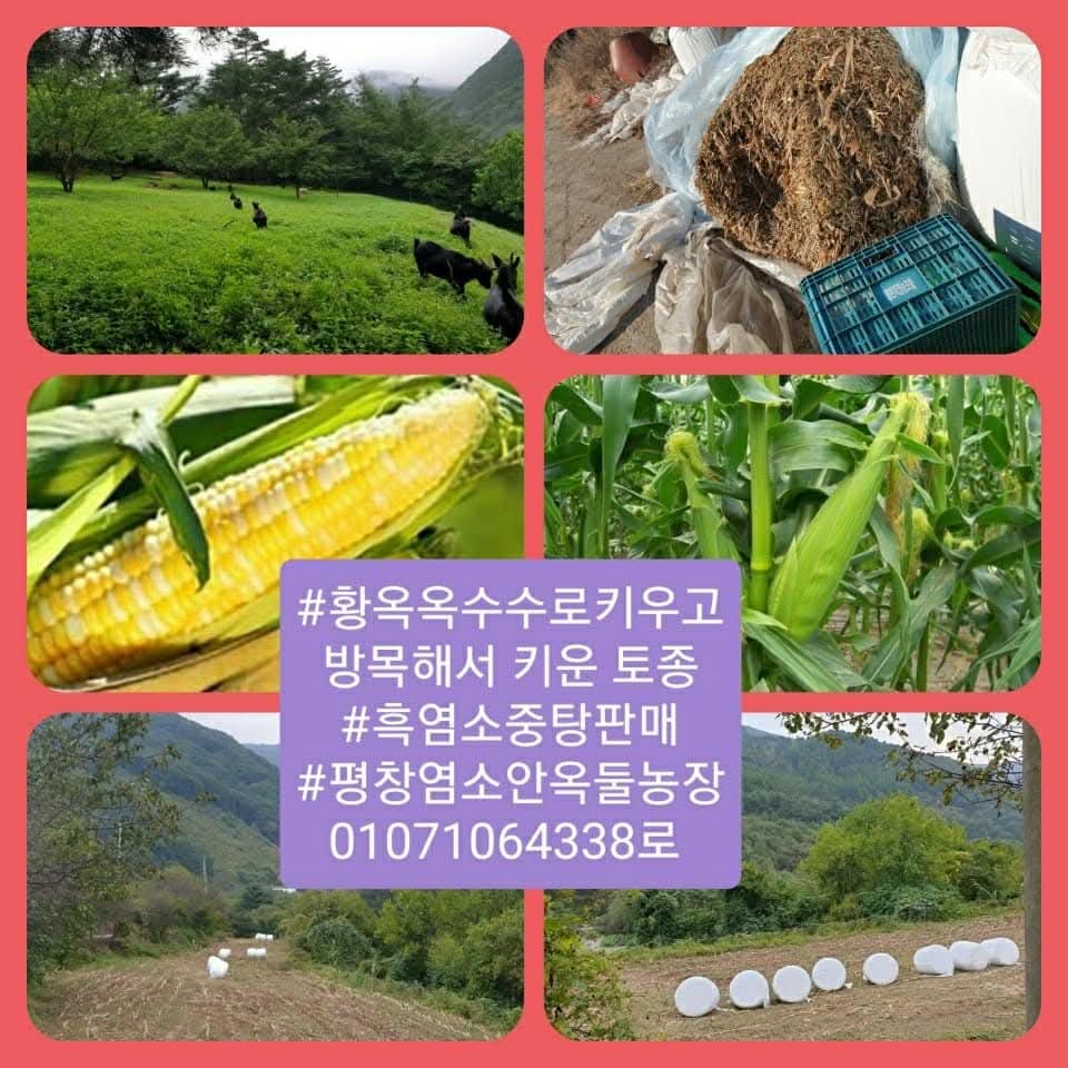 평창귀농농부안옥둘