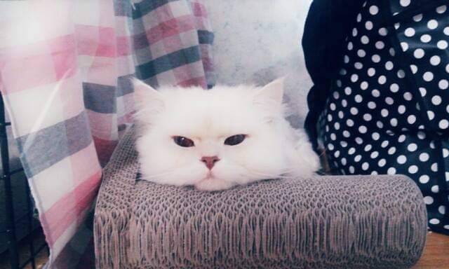 고양이 알레르기