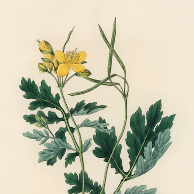 Thegreatcelandinepool