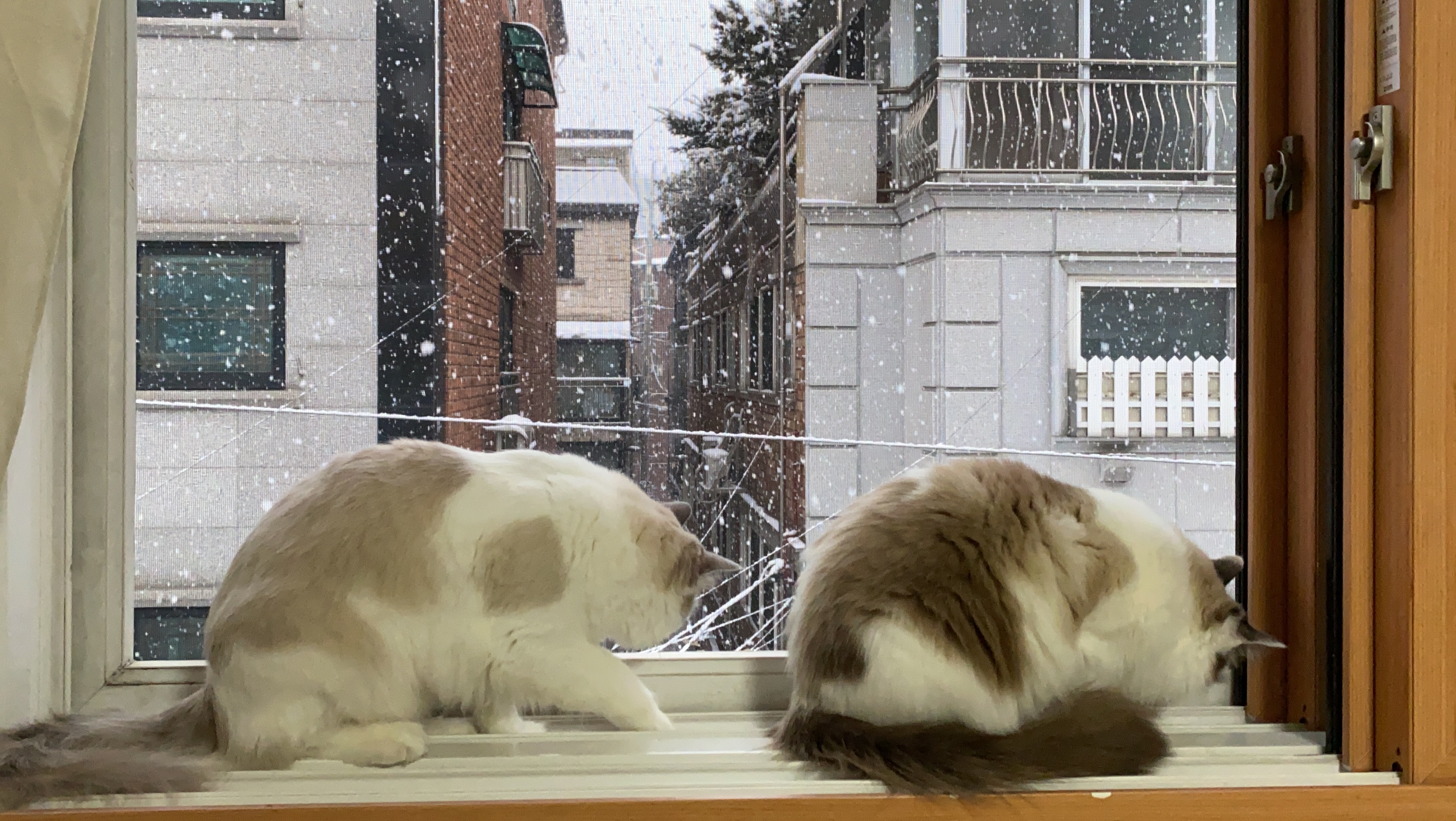 판리의 생각 조각