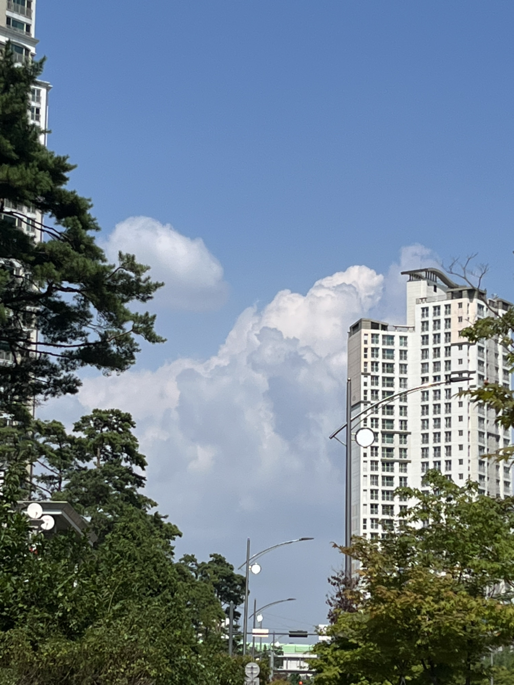 오렌지카스텔라