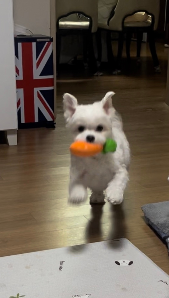 귀여운건 못참지