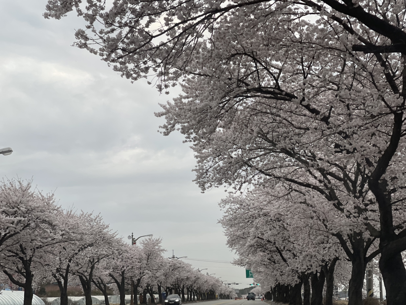 금강산도 식후경