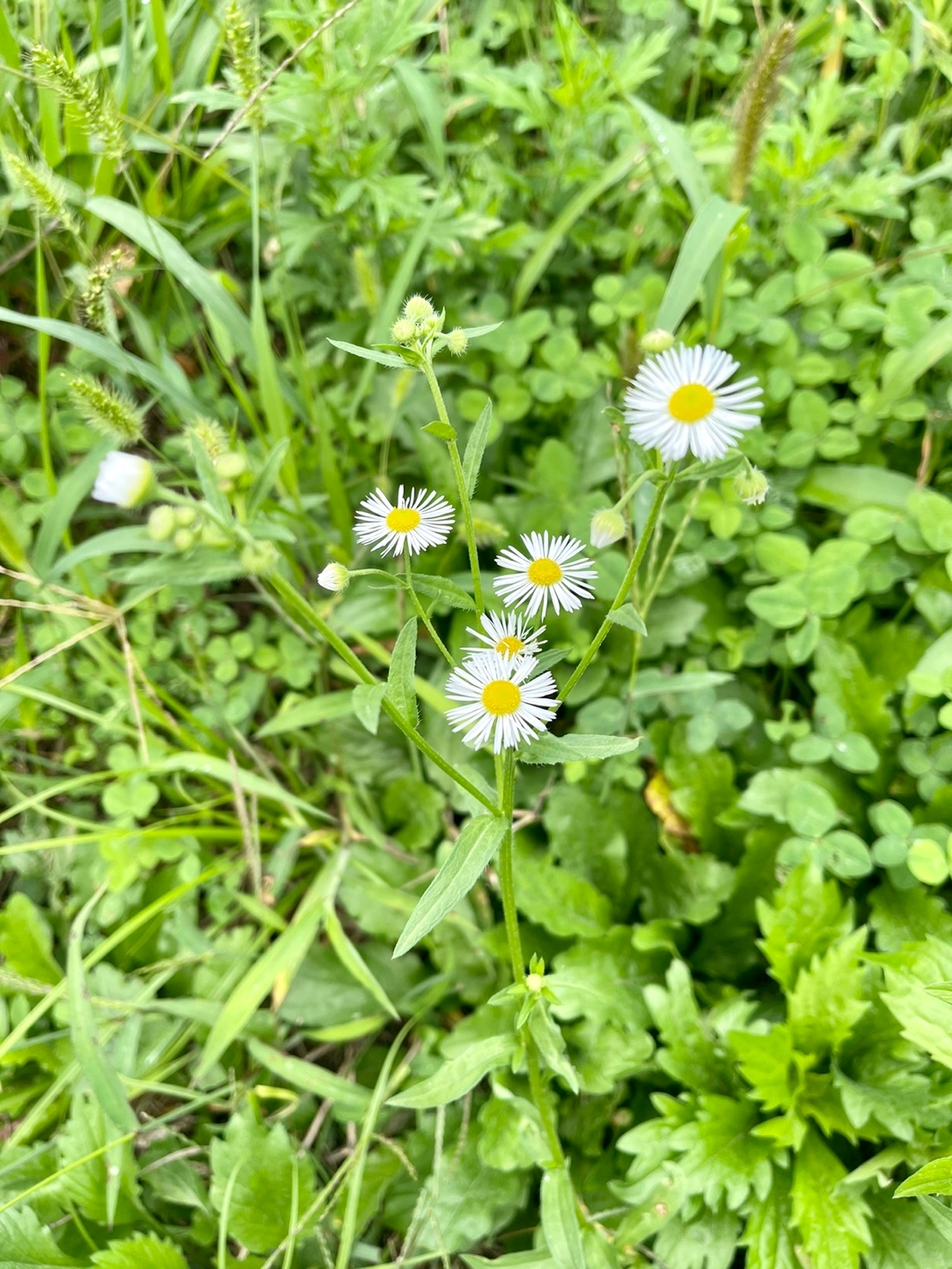 잇프피의 인생살이