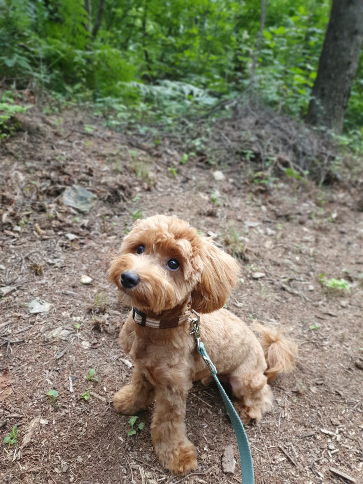 둥글 레오와 걷기 RoL