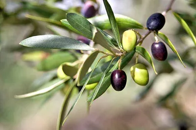 올리브