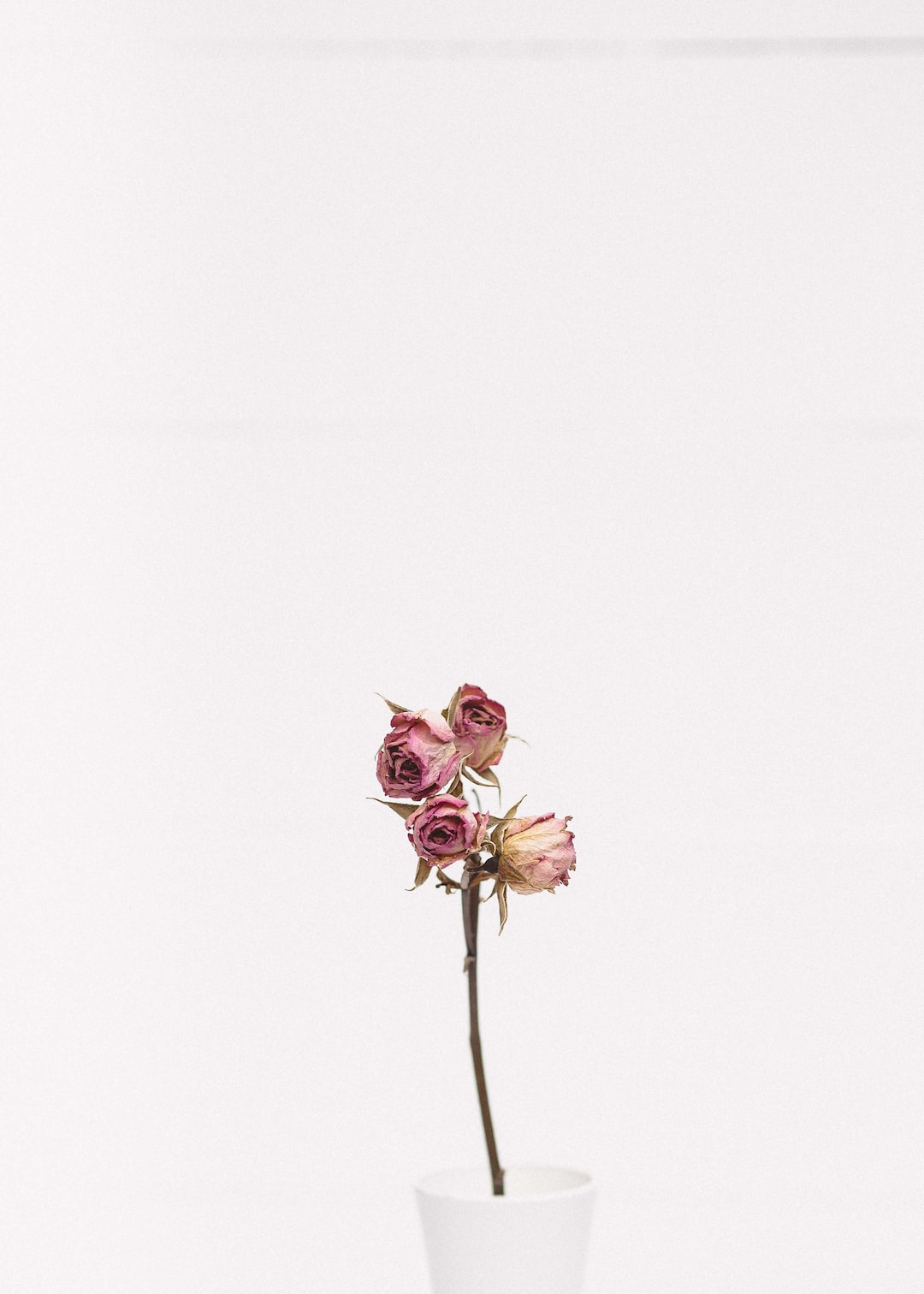 소망꽃 이미지