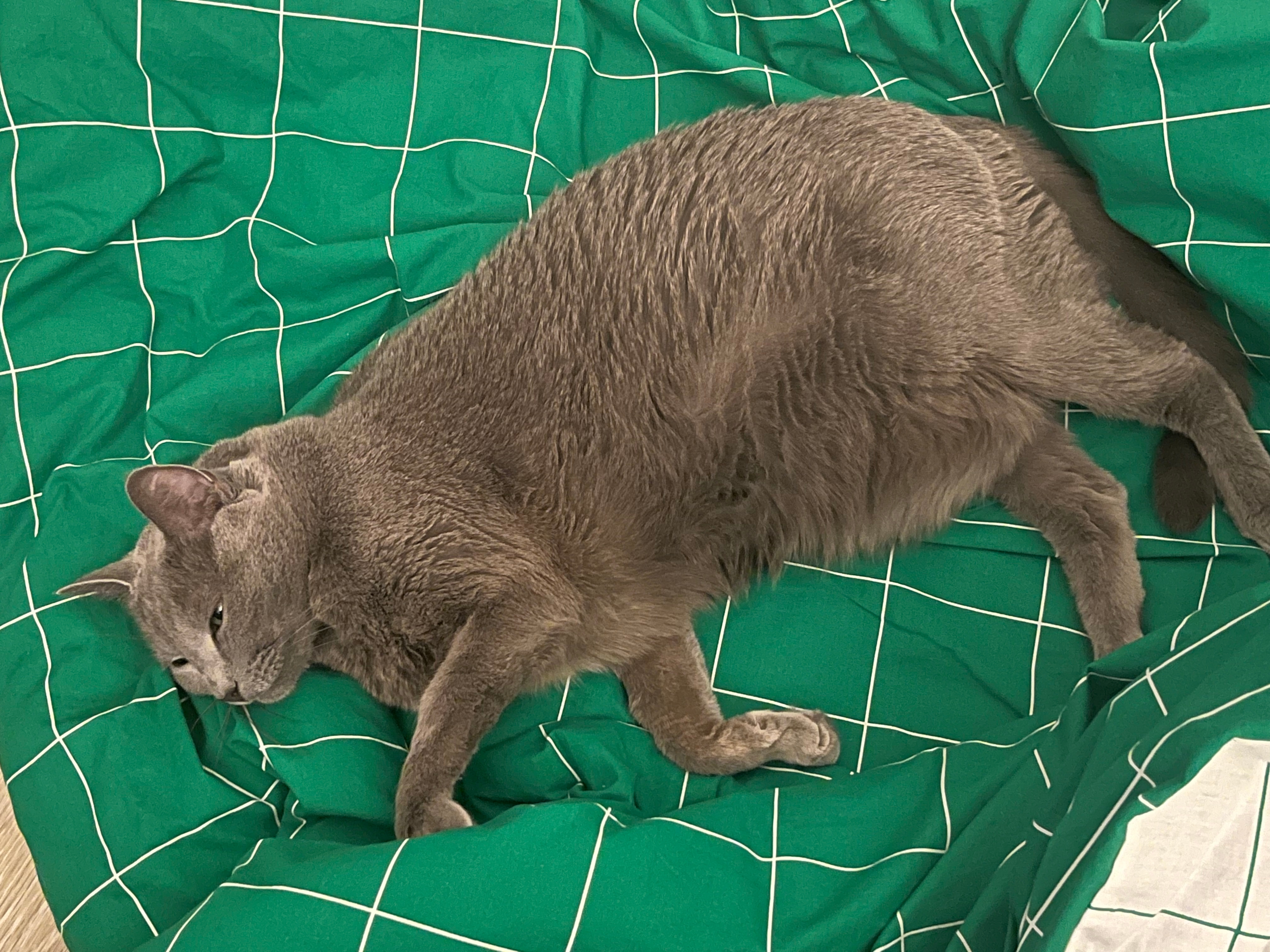 취향탐구: 고양이(드루)