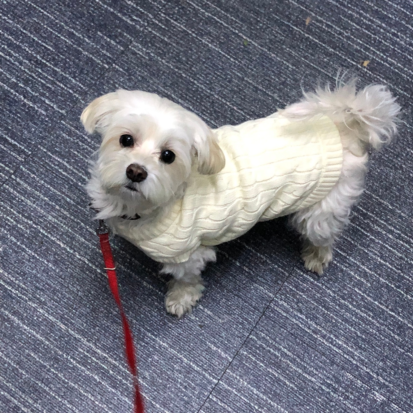 서른일곱짤 어른이