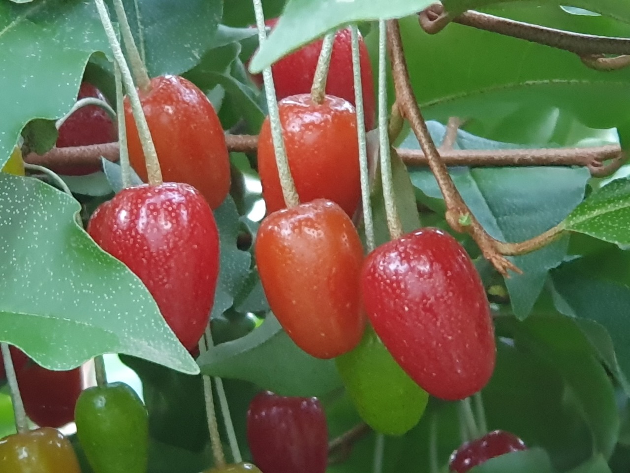행복한농원 이미지