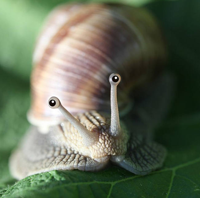 snail