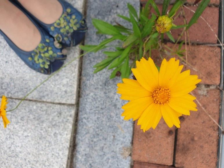 꽃하나 이미지