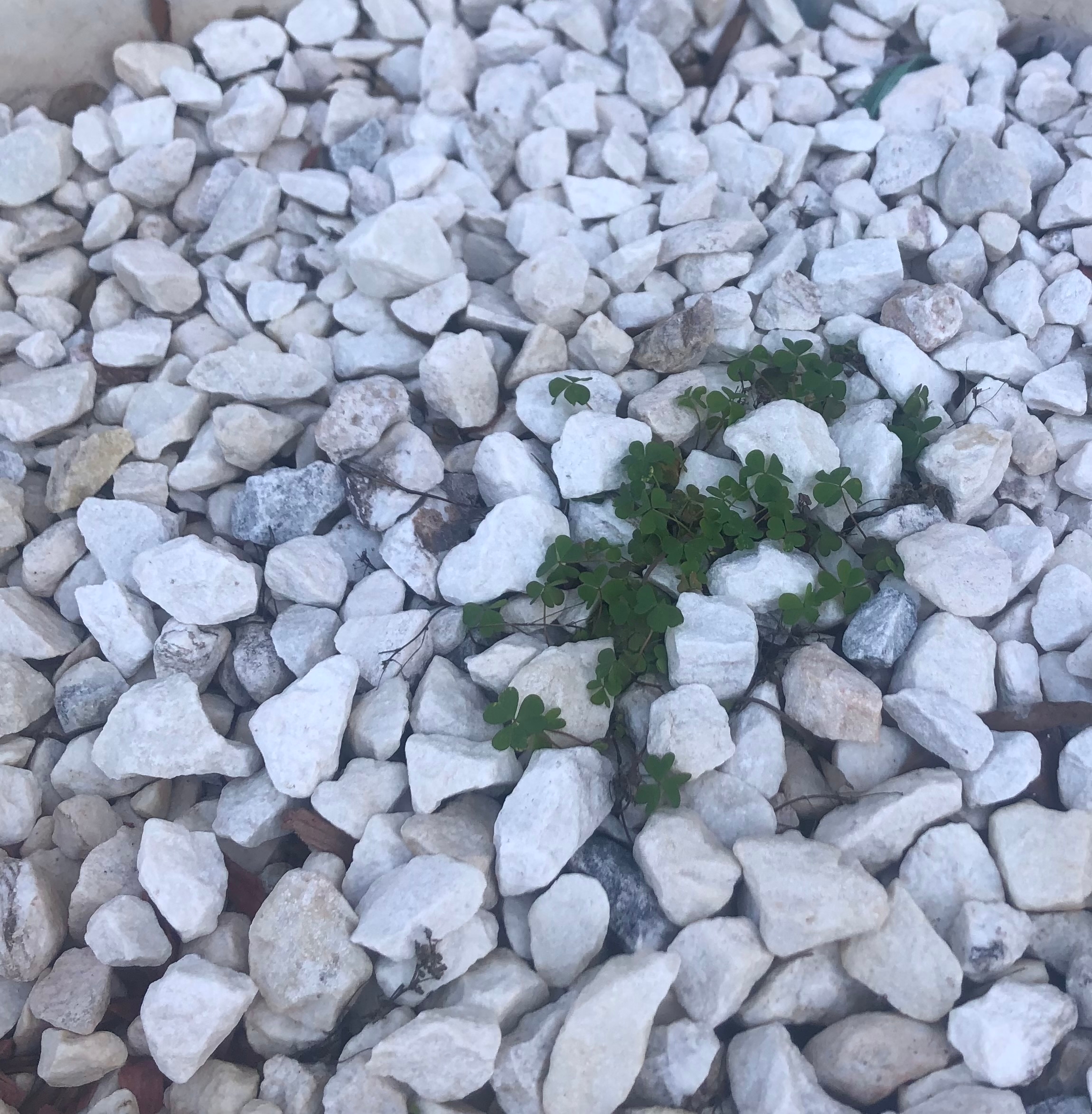 Sunjung Lee Han 이선정