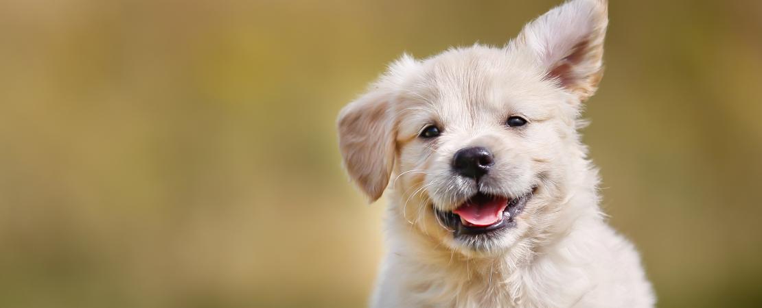 쵸쵸쵸쵸쵸키포키