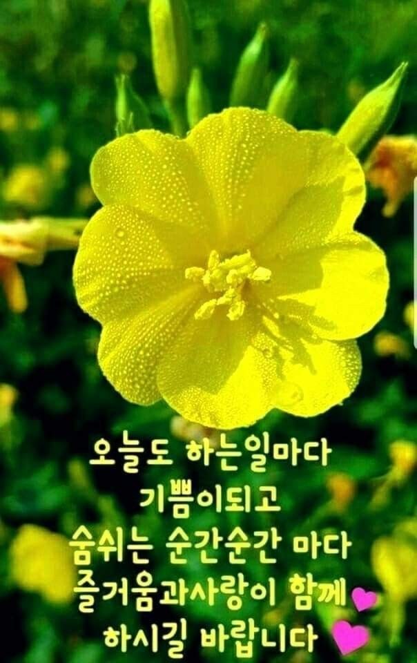 초롱불