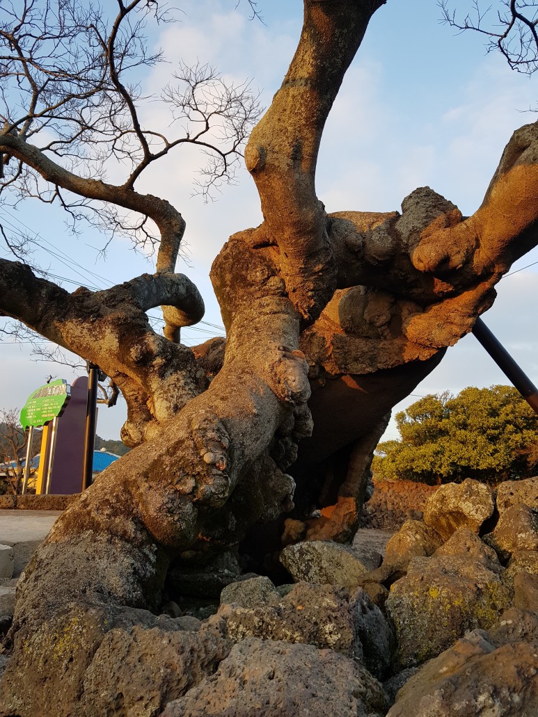 천년폭낭