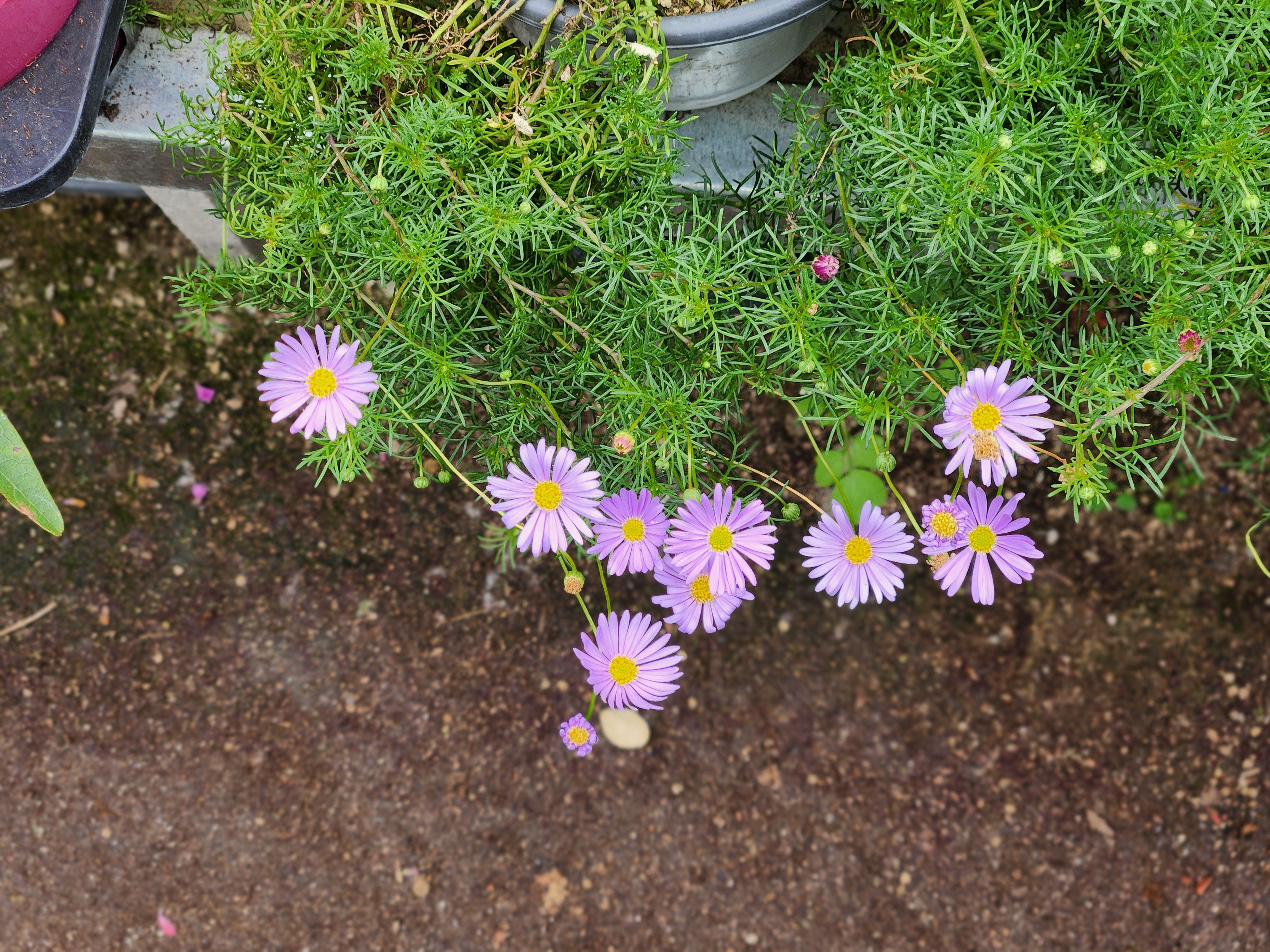 오늘부터 자연인