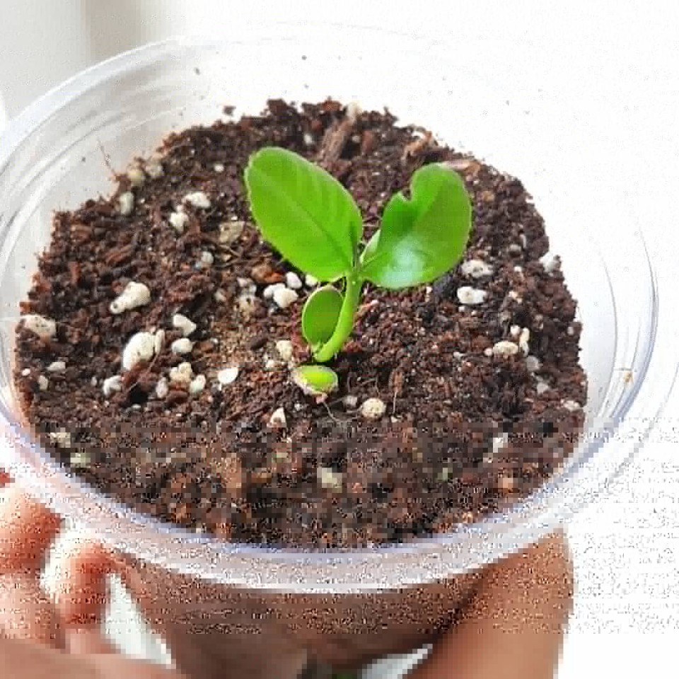 싹수가 초록초록