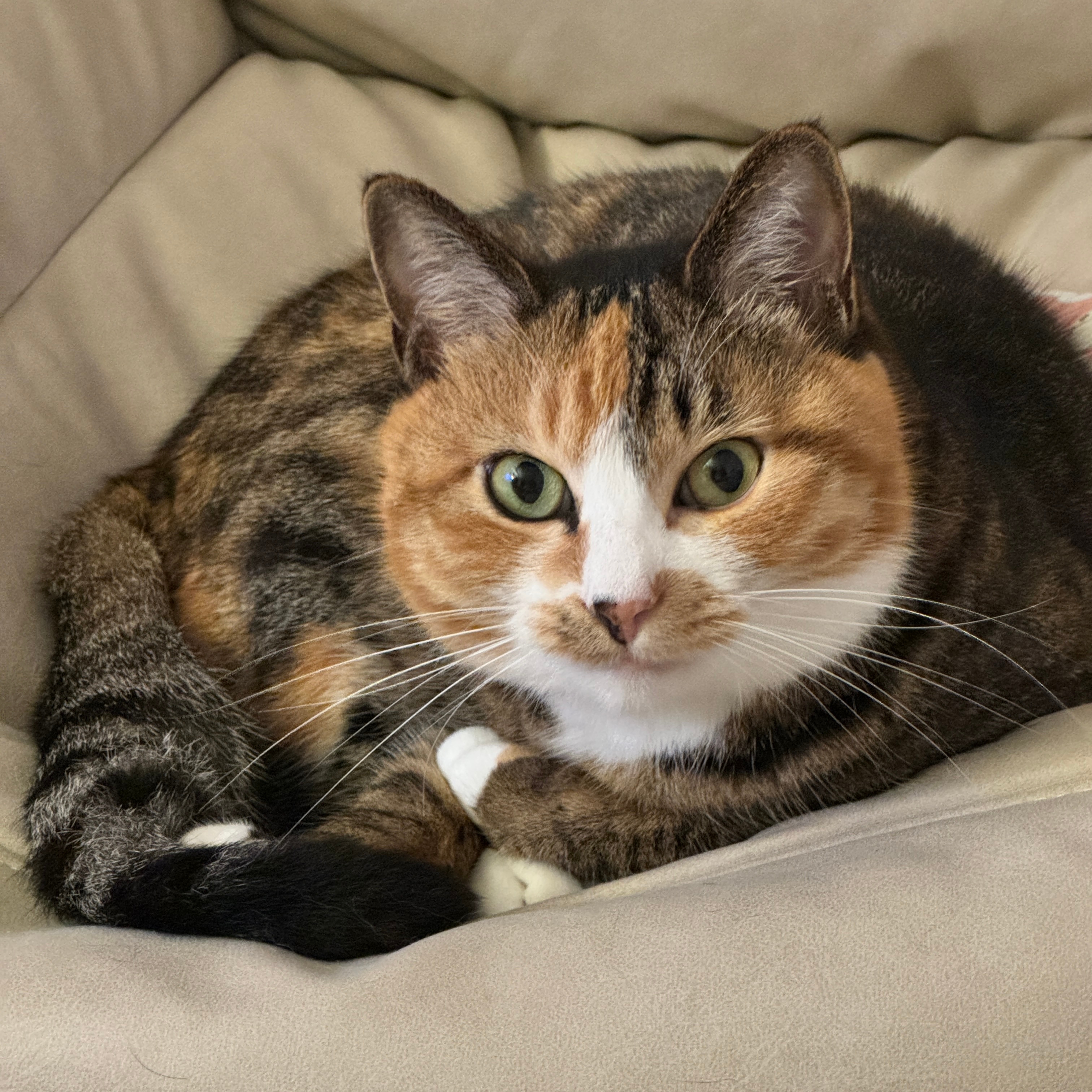 홍렬이로소이다