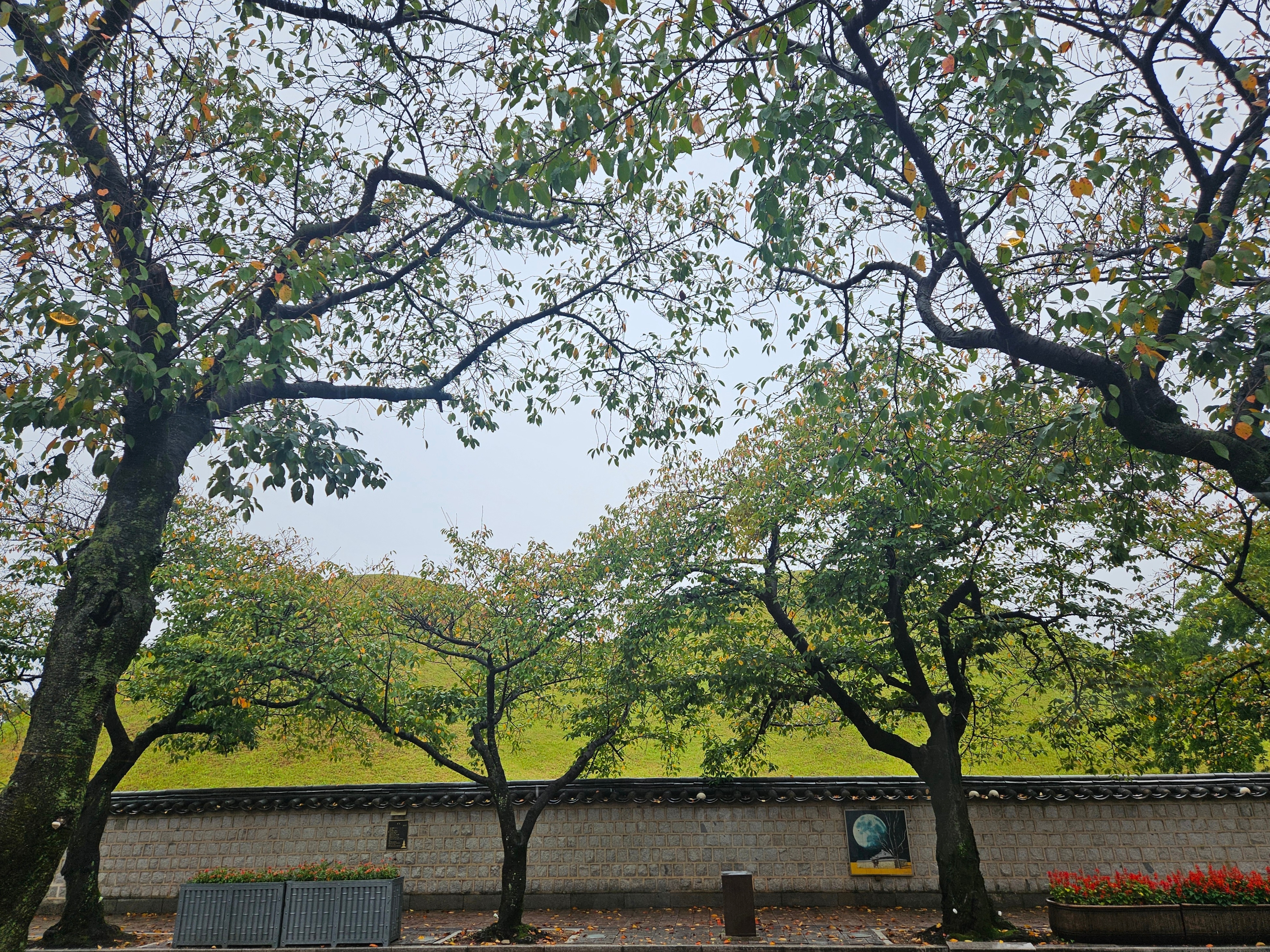 이상한나라의초초씨