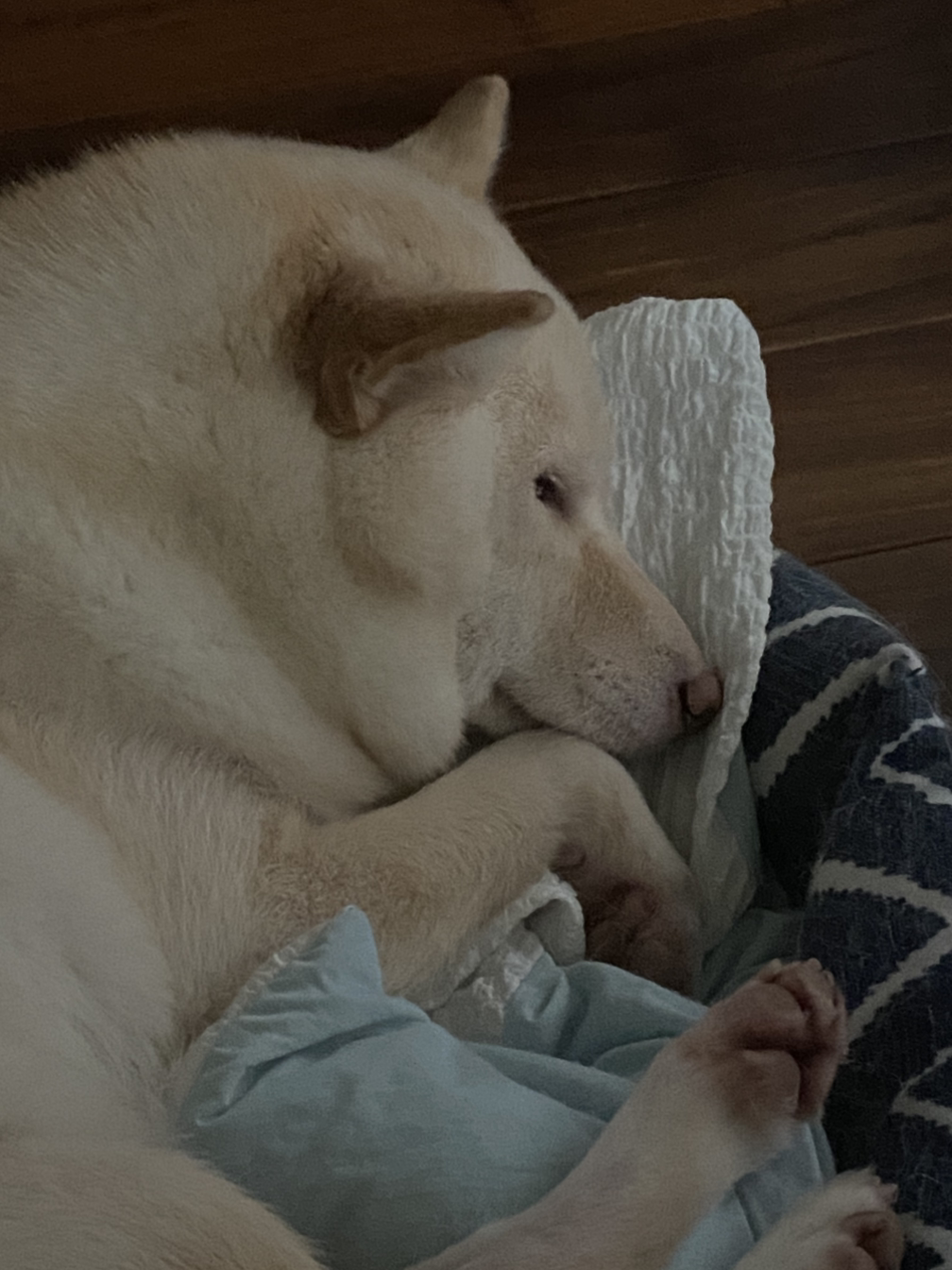 대만사는 구리네