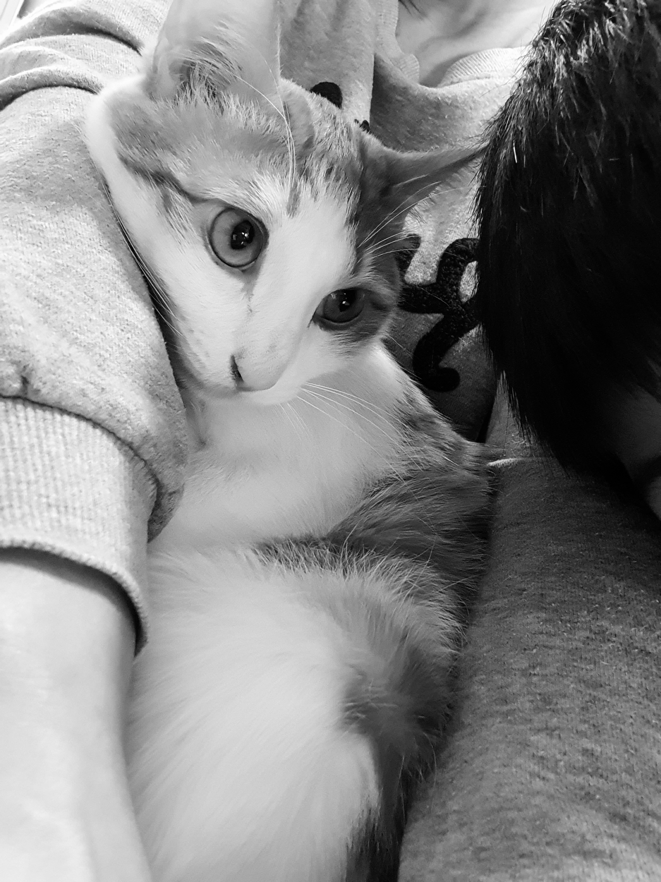 냥돌이와 영둘이