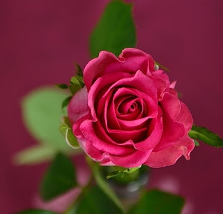 ROSE V
