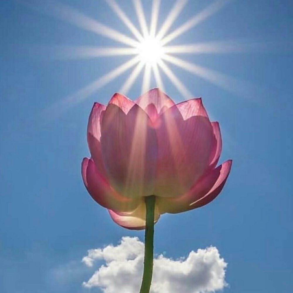 연꽃 태양을 낳는 꽃