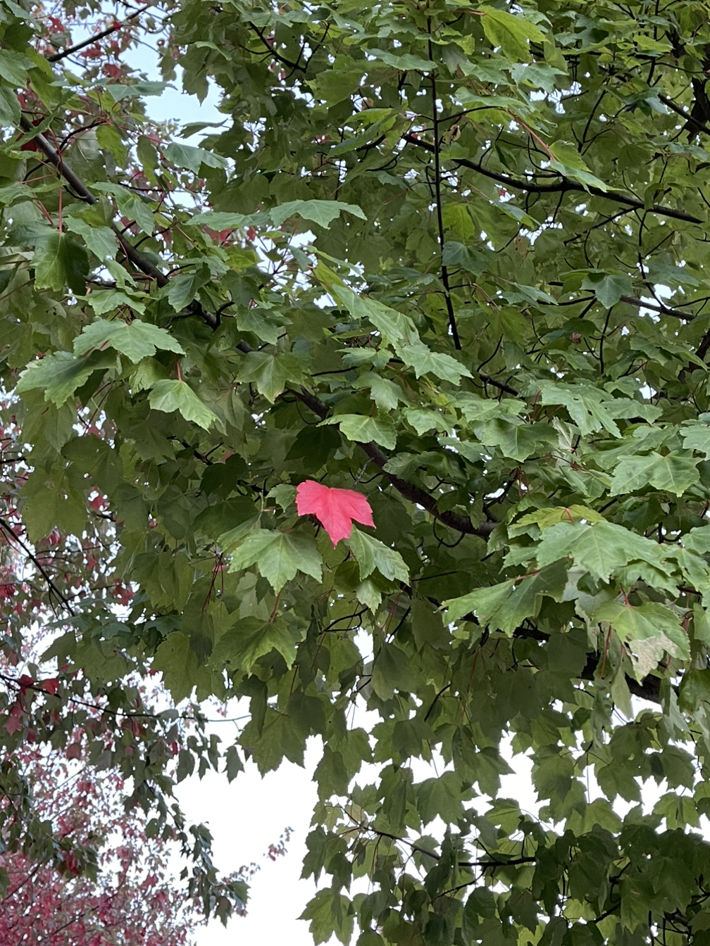 Claire는 누구인가