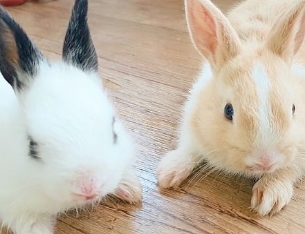 까만염소 이미지