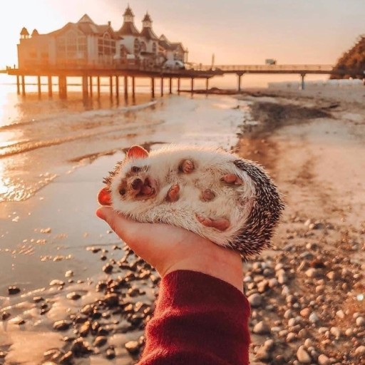 고슴도치의소원