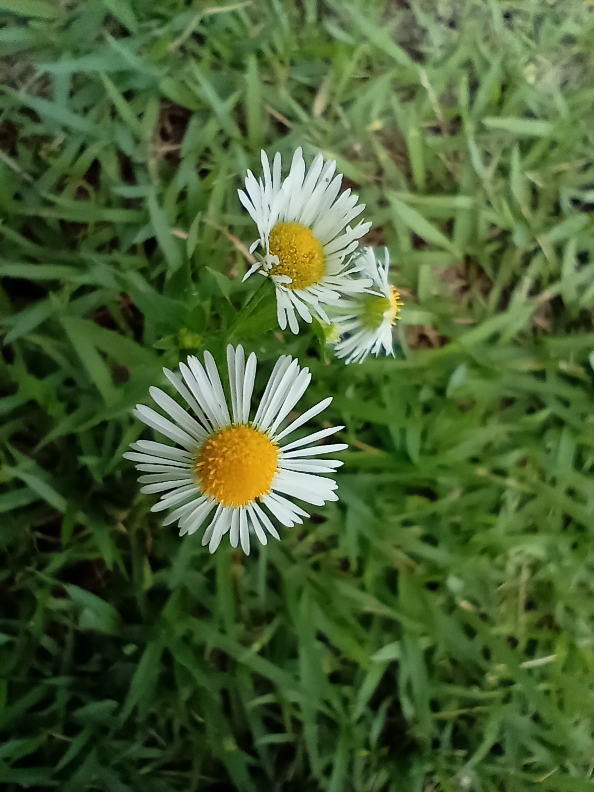 춤춰야 사는 여자