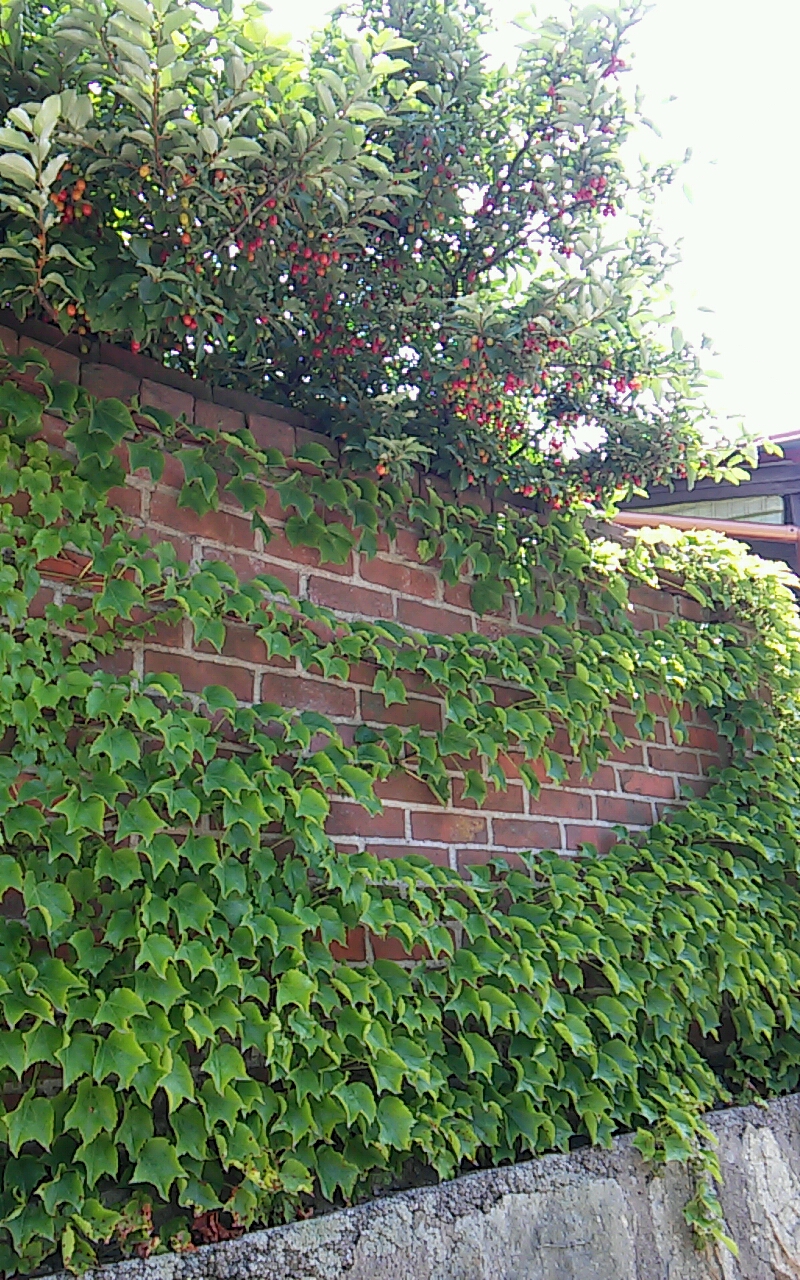 담쟁이덩쿨처럼