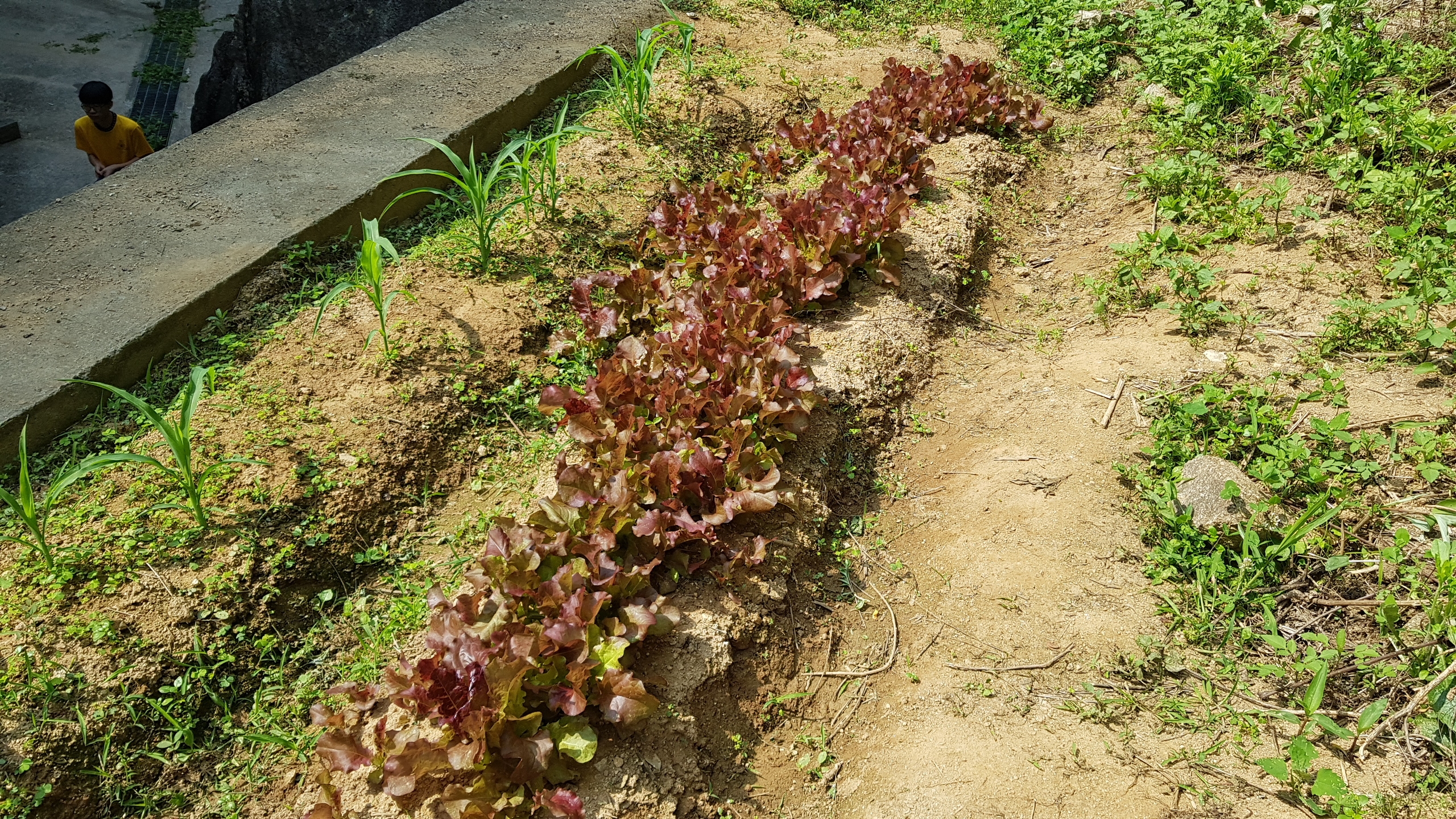 씨앗이 틔운 새싹