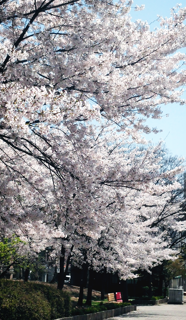 「벚꽃 산책길에서」