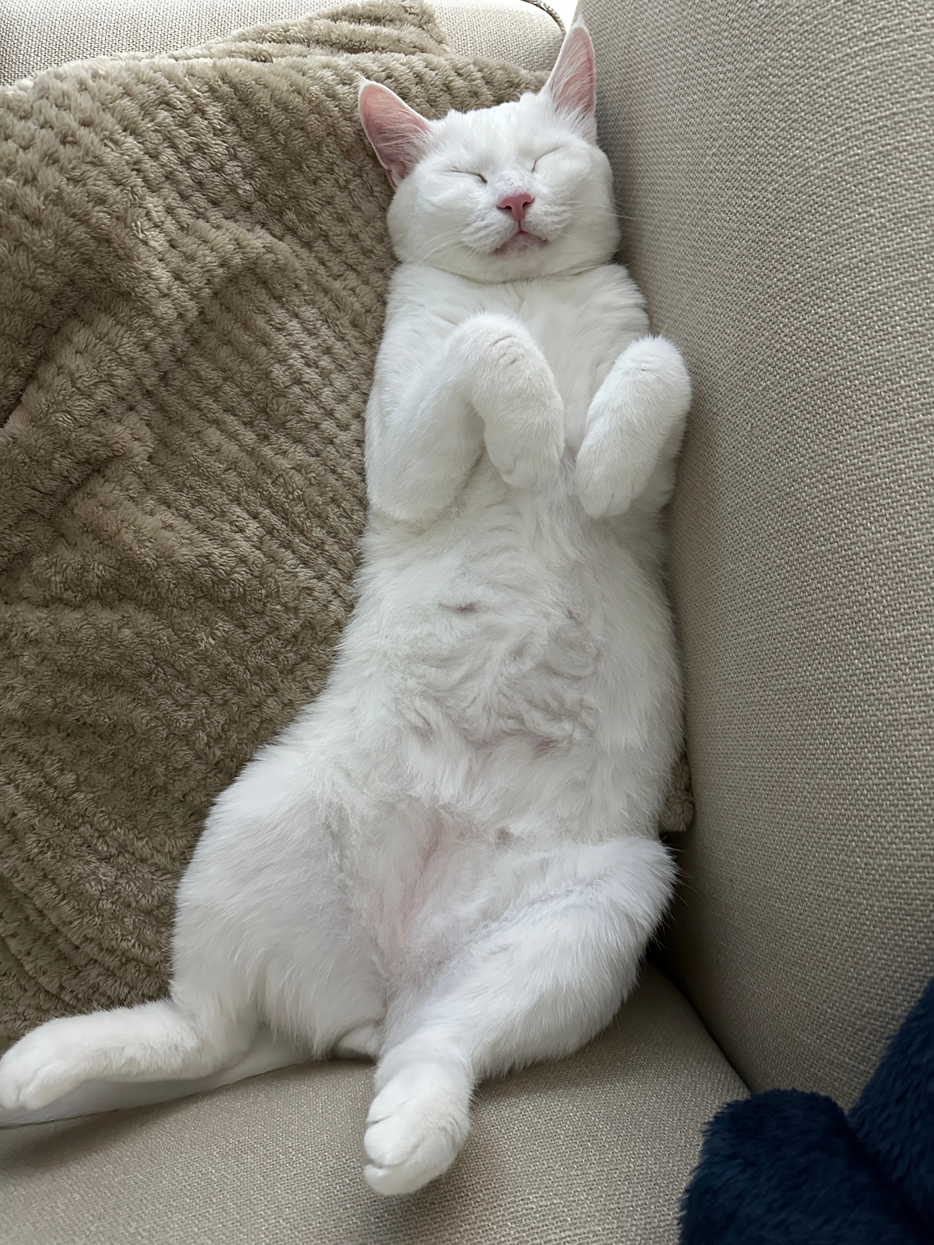Teo