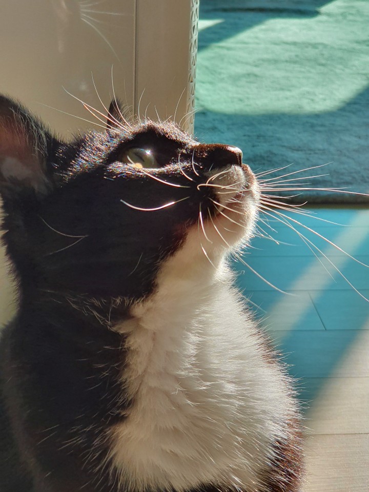 턱시도를 입은 고양이