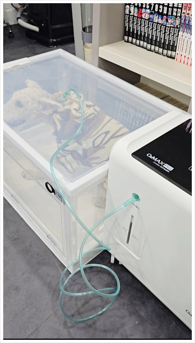 오투산소방 이미지