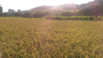 논밭 이미지