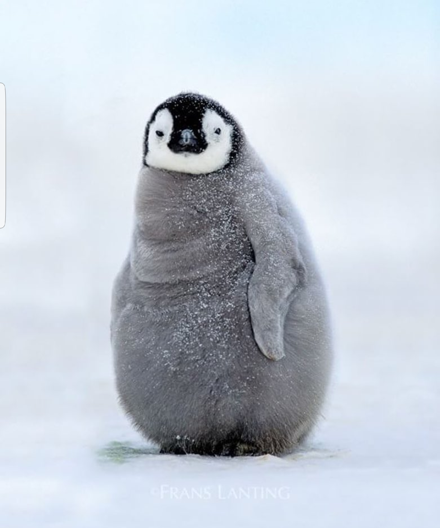 Penguini