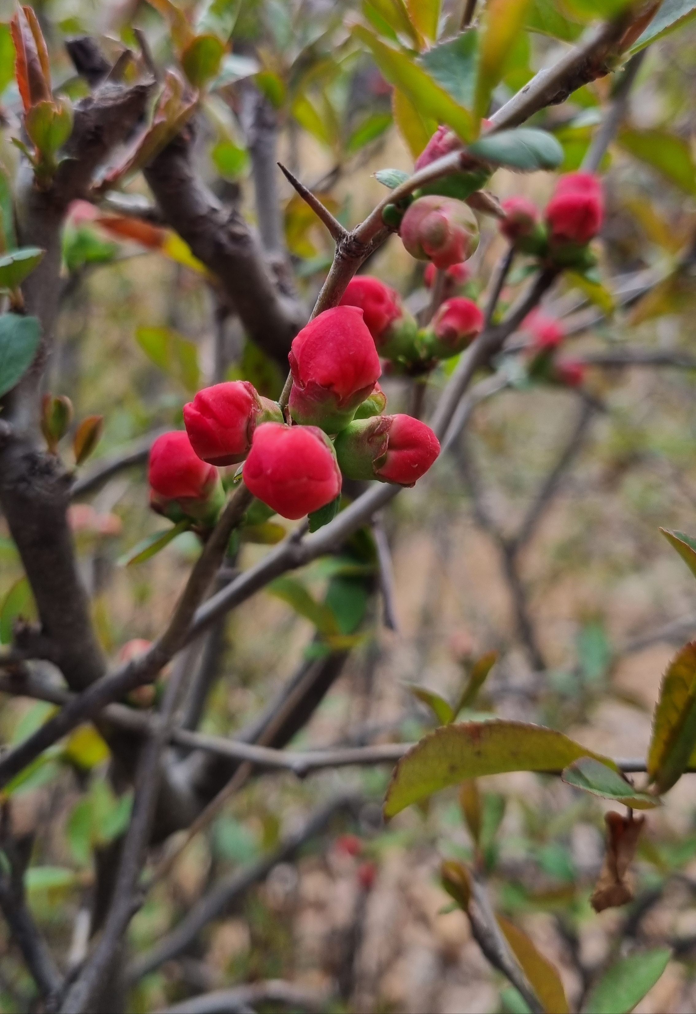 사랑스런 명자씨