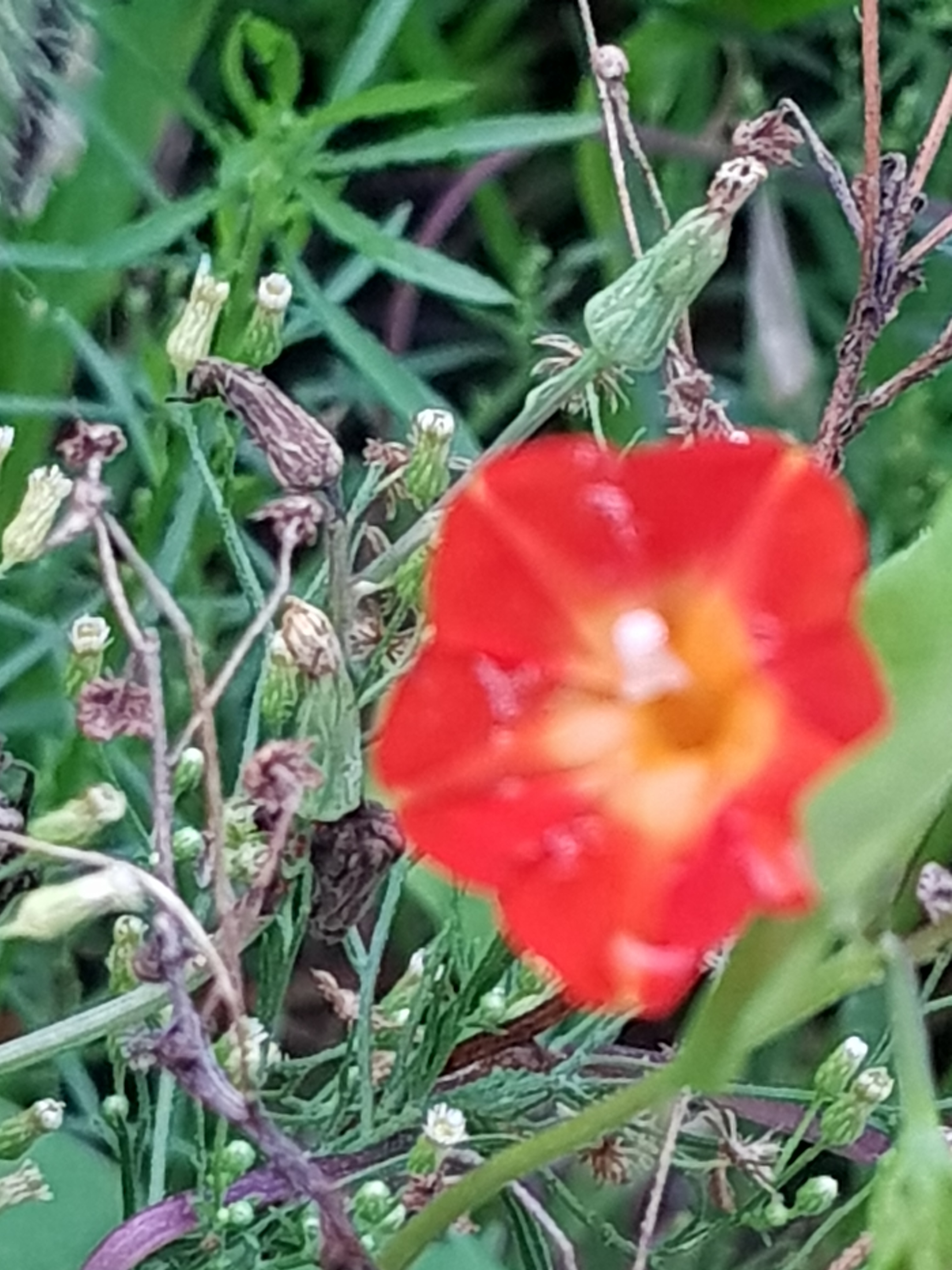 Dream of Law Student