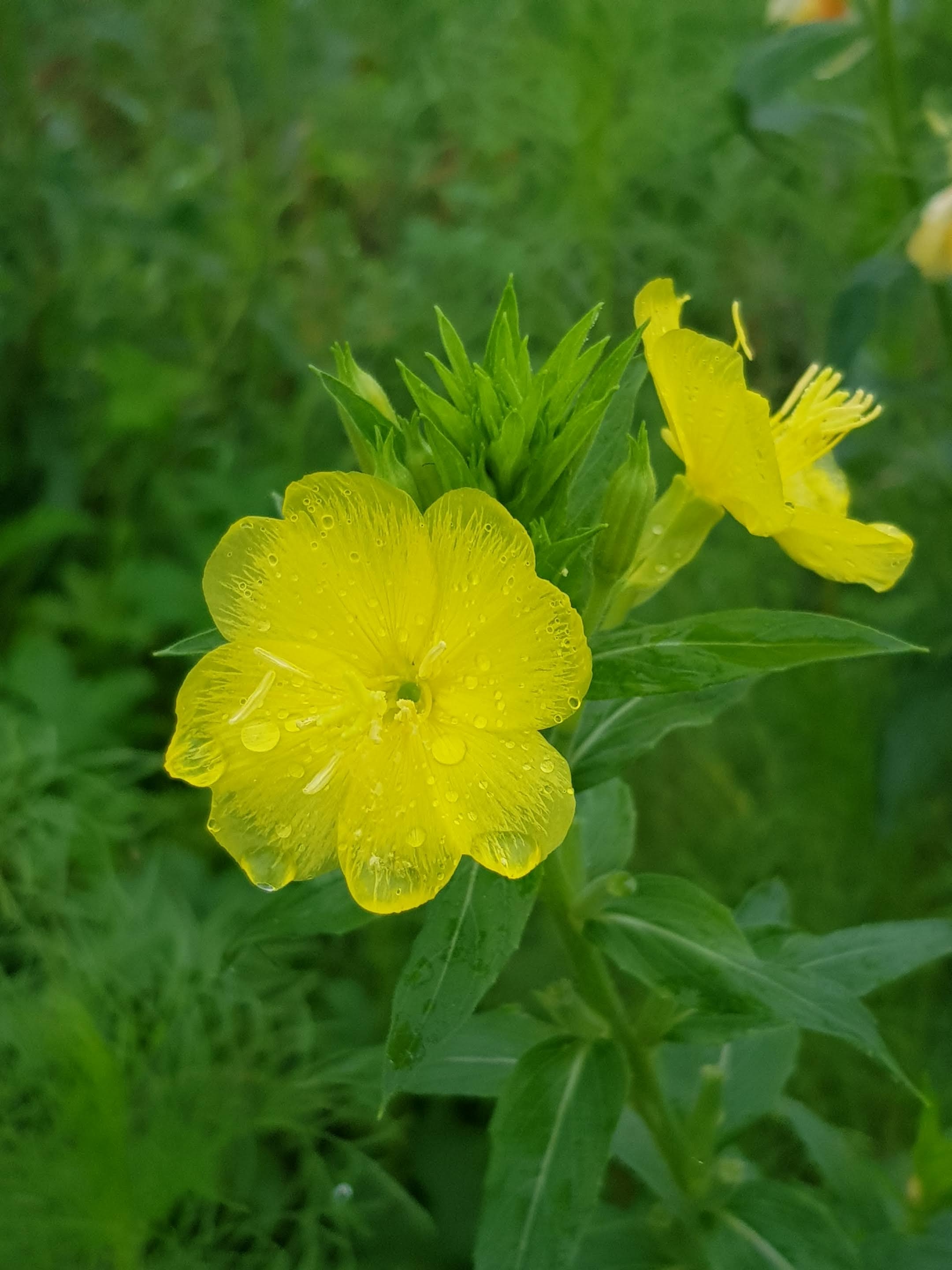 쓰달쓰달 풀꽃샘