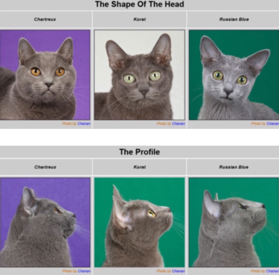 03화 너는 누구냥