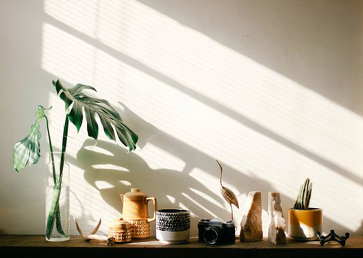 냥사랑협회지부장