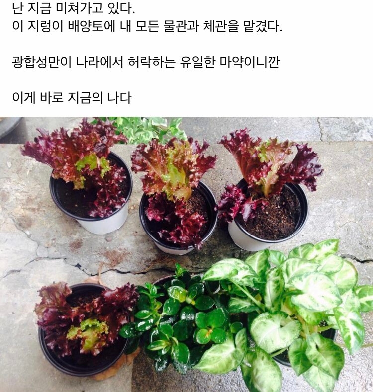 02화 #1. 상추와 바질을 키우면서 시작된 나의 작은 로망